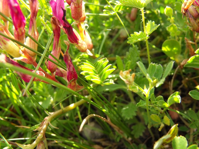 Astragalus monspessulanus